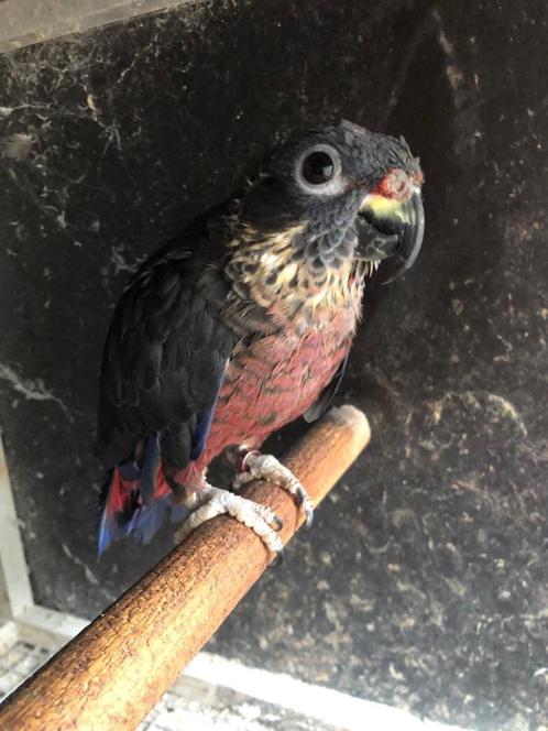 Kweekkoppel pionus Fuscus te koop, Dieren en Toebehoren, Vogels | Parkieten en Papegaaien, Papegaai, Meerdere dieren, Geringd