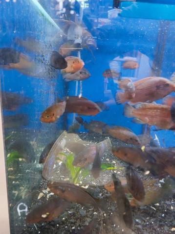Hemachromis soorten beschikbaar voor biedingen