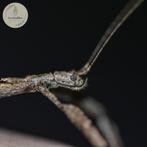 HERMAGORAS CULTRATOLOBATUS eggs (x10), Phasme