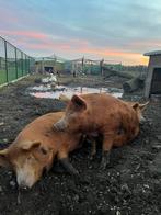 Hobbyvarkens, Dieren en Toebehoren, Schapen, Geiten en Varkens, Meerdere dieren, Varken, 0 tot 2 jaar