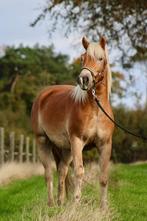 Mooie, jonge bereden en betuigde haflingerruin.