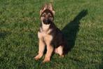 Chiot berger allemand à vendre (chien)