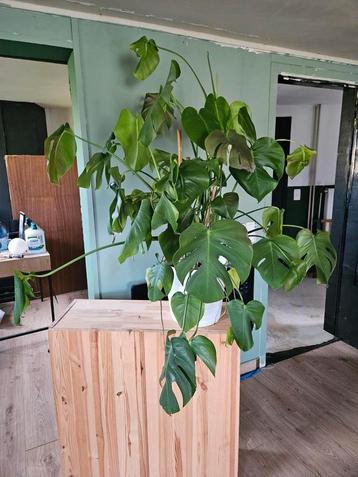 Grote Monstera kamerplant  beschikbaar voor biedingen
