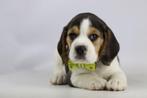 Beagle pups, Belgisch Beagle Fokker, Dieren en Toebehoren, België, Beagle, CDV (hondenziekte), 8 tot 15 weken