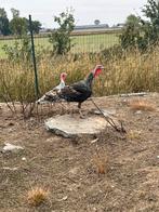 Kalkoenen, Dieren en Toebehoren