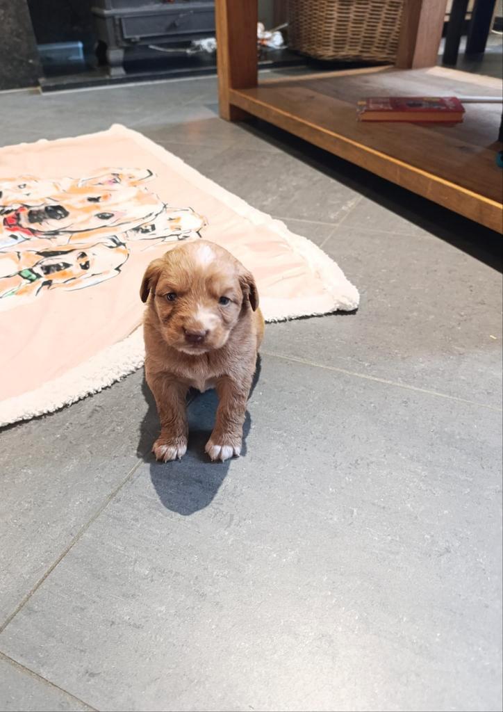 Nova Scotia duck Tolling retrievers puppy's, Dieren en Toebehoren, Honden | Retrievers, Spaniëls en Waterhonden, Meerdere dieren