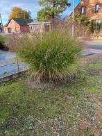 Rietgras struiken, Jardin & Terrasse, Plantes | Arbustes & Haies, Enlèvement, Autres espèces, Arbuste, 100 à 250 cm