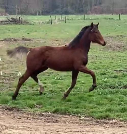 Top Jaarling dressuurmerrie!, Dieren en Toebehoren, Paarden, Merrie, 0 tot 2 jaar, Dressuurpaard, Met stamboom, Gechipt, Ontwormd
