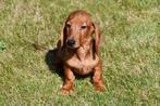 Teckel pups te koop (korthaar), Dieren en Toebehoren, 15 weken tot 1 jaar, CDV (hondenziekte), Dwerg, Meerdere