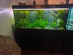 Volledig aquarium met visbestand, Dieren en Toebehoren, Ophalen, Gebruikt, Gevuld zoetwateraquarium
