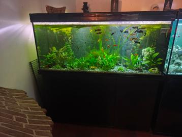 Volledig aquarium met visbestand beschikbaar voor biedingen