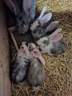 Duitse reuzen, Dieren en Toebehoren, Konijnen, Meerdere dieren, Groot