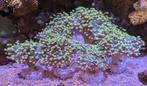 Euphyllia Paraancora Golden Nugget, Poisson de mer