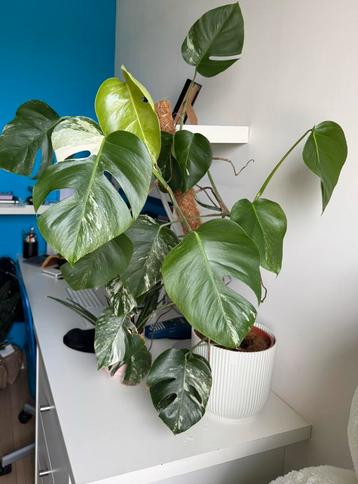 Monstera Variegata beschikbaar voor biedingen