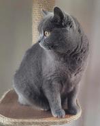 BRITSE KORTHAAR MET STAMBOOM, Poes, Gechipt, 3 tot 5 jaar