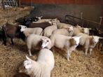 Lammeren, Animaux & Accessoires, Moutons, Chèvres & Cochons, Mouton, Plusieurs animaux, 0 à 2 ans
