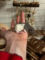 Nestje tamme dwergratten 30/8, Rat, Augustus, Meerdere dieren, Tam