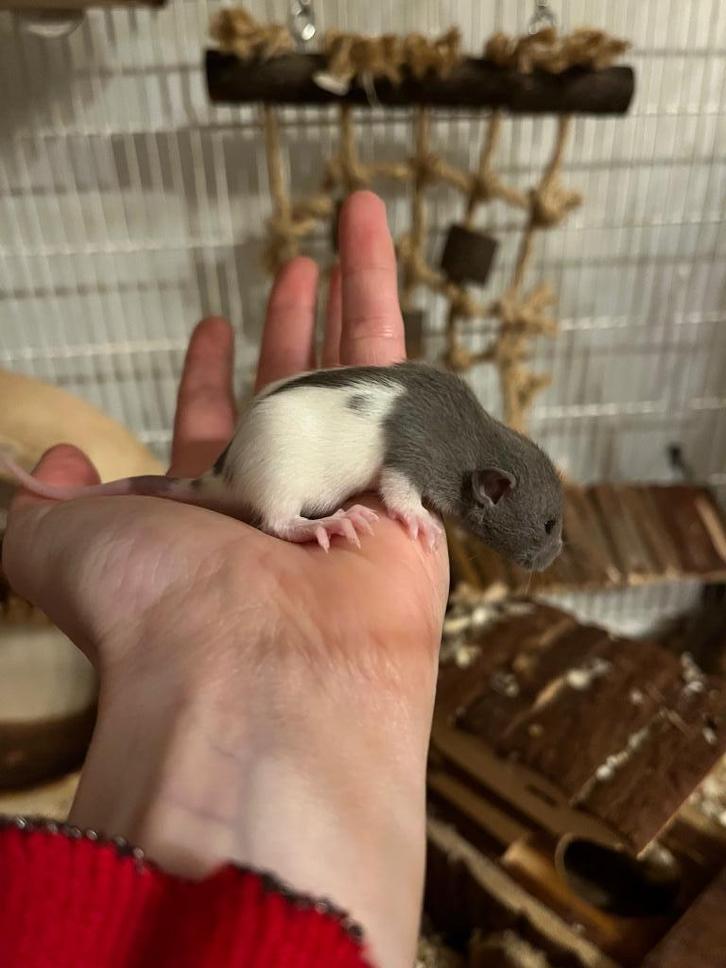 Nestje tamme dwergratten 30/8, Dieren en Toebehoren, Knaagdieren, Meerdere dieren, Rat, Augustus, Tam