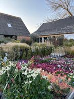PLANTEN&(OLIJF)BOMEN: VANDAAG EXTRA OPEN, Tuin en Terras, Planten | Tuinplanten, Ophalen