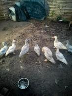 Ik heb nog een 5 barberie eenden kuikens, Dieren en Toebehoren, Pluimvee