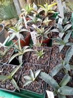 diverse agaven, Enlèvement