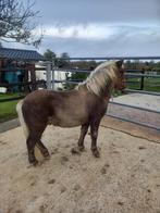 Poney, Dieren en Toebehoren, Pony's, Niet van toepassing, 0 tot 2 jaar, Hengst, A pony (tot 1.17m)