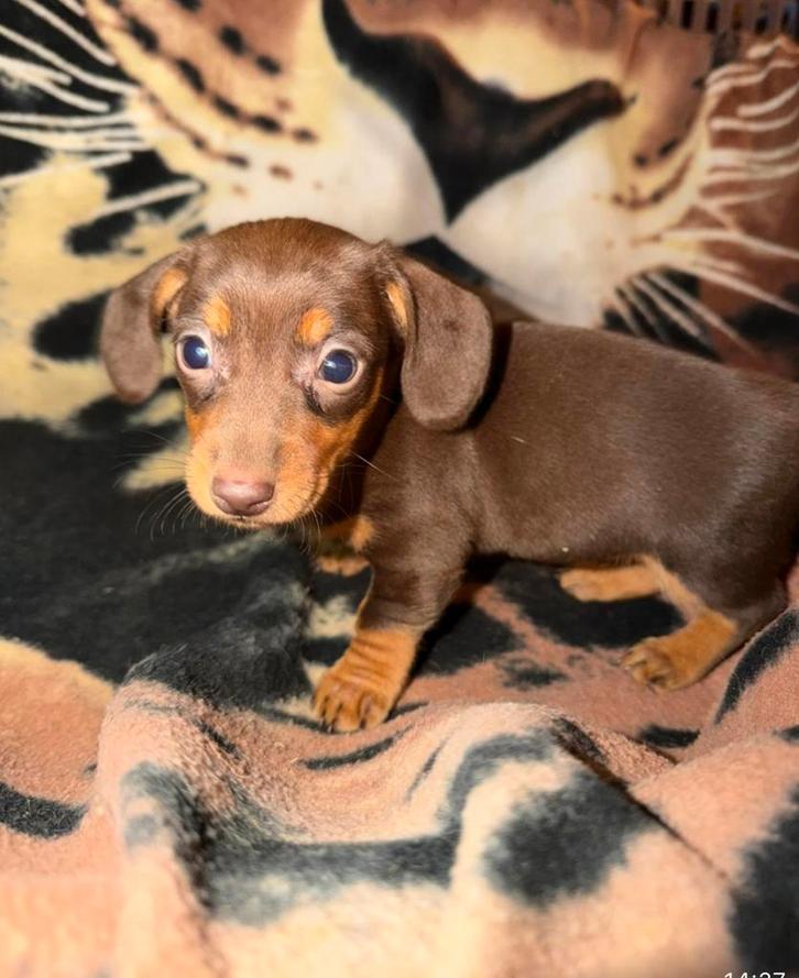 teckel pups,dwerg ,choco tan,reutje, Animaux & Accessoires, Chiens | Teckels & Bassets, Chien (mâle), Poils courts, Nain, Éleveur | Professionnel