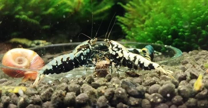 Caridina Boa / Galaxy, Dieren en Toebehoren, Vissen | Aquariumvissen, Zoutwatervis, Kreeft, Krab of Garnaal