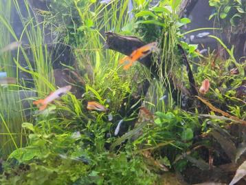 Jonge guppen mix beschikbaar voor biedingen