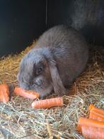 Blauw minilop voedster, Dieren en Toebehoren, Konijnen, Vrouwelijk, Dwerg, Hangoor, 0 tot 2 jaar