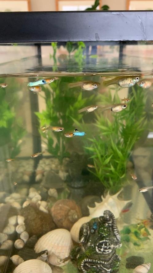 Endler guppies japan blue + gewone guppies, Dieren en Toebehoren, Vissen | Aquariumvissen, Zoetwatervis, Vis, Schoolvis