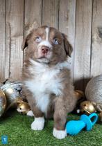 Australische herder pup / Aussie / Australian Shepherd pups