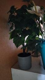 Grote plant, Ophalen, Zo goed als nieuw