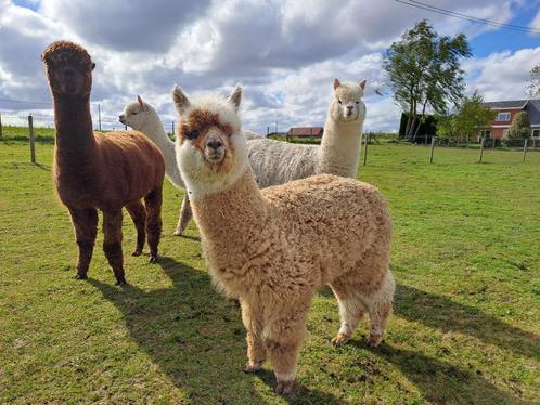 Alpaca ruin, Dieren en Toebehoren, Overige Dieren, Mannelijk