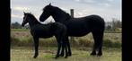 Friese merrie veulen, Dieren en Toebehoren, Paarden, Merrie, Dressuurpaard, 160 tot 165 cm, Onbeleerd