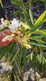 Witte oleander 140 cm hoog, Tuin en Terras, Planten | Tuinplanten, Volle zon, Vaste plant, Zomer, Ophalen