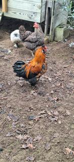 Gratis haan (zijdehoen)