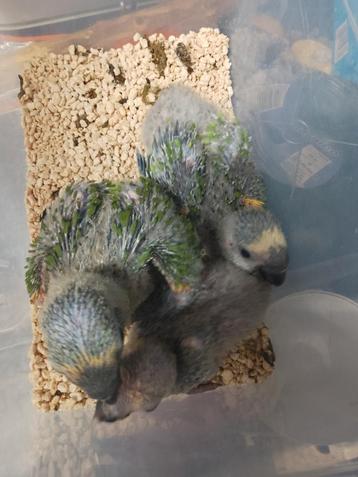 Tamme baby Geelschouder Blauwboordhoofd Amazones
 beschikbaar voor biedingen