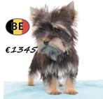 Zachte Yorkshire Terrier pups te koop, Yorkshire Terriër, België, Handelaar, CDV (hondenziekte)