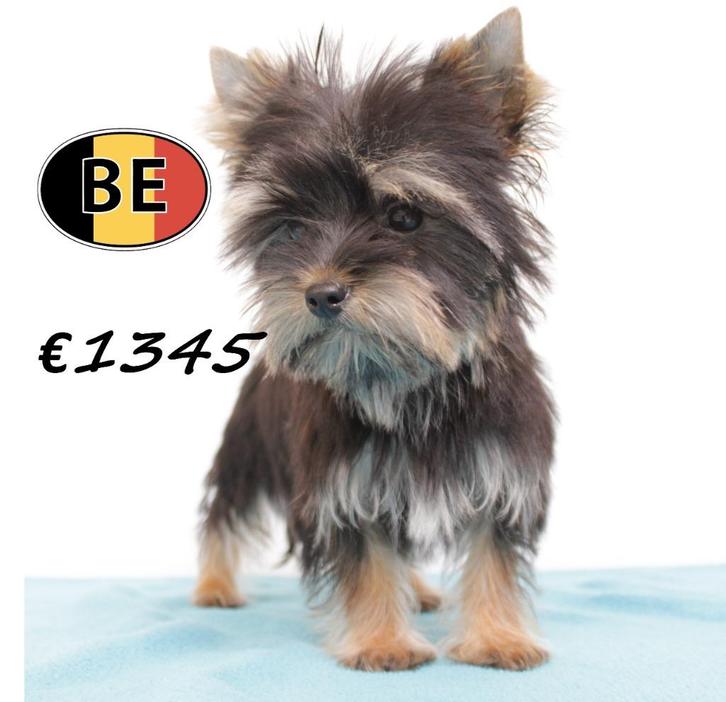 Zachte Yorkshire Terrier pups te koop, Dieren en Toebehoren, Honden | Jack Russells en Terriërs, Meerdere dieren, Yorkshire Terriër