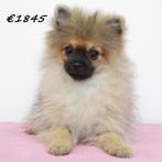 Dwergkees & Kleine Kees puppy's te koop, 15 weken tot 1 jaar, Buitenland, CDV (hondenziekte), Meerdere