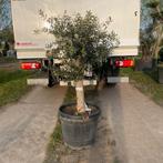 Olijfbomen olea europaea!, Tuin en Terras, Ophalen of Verzenden