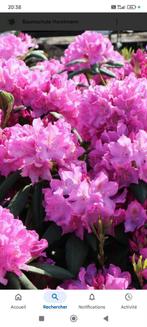 roze rododendronhaag van 7 meter lang en 2 meter ha, Ophalen, Rhododendron, Haag, 100 tot 250 cm