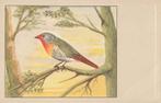 MELBA ASTRILDE, Collections, Cartes postales | Animaux, Envoi, Non affranchie, Oiseaux