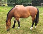 2,5 jarige Freiberger/Franches-Montagne merrie., Dieren en Toebehoren, Paarden, Merrie, Minder dan 160 cm, Gechipt, 3 tot 6 jaar