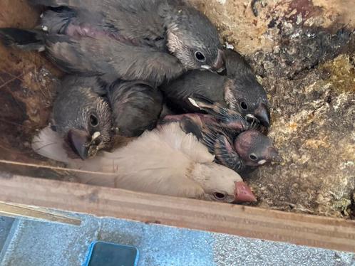 Paddas, Dieren en Toebehoren, Vogels | Overige Vogels