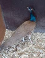 dieren   Violetpauwen, Dieren en Toebehoren, Meerdere dieren, Overige soorten