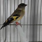 Siskin Magellan Vrouw 2024 75€, Dieren en Toebehoren, Ophalen