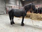 Friese paarden, Dieren en Toebehoren, Paarden, Merrie, Niet van toepassing, 11 jaar of ouder, Gechipt