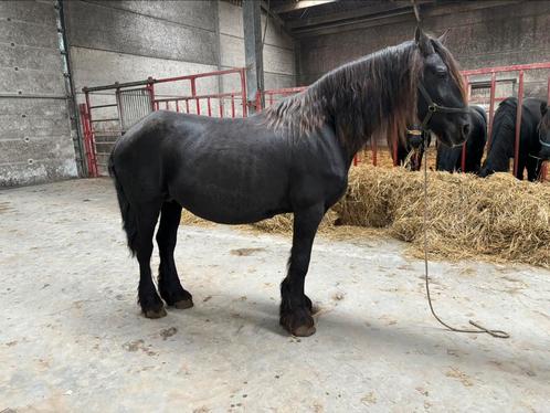 Friese paarden, Dieren en Toebehoren, Paarden, Merrie, Niet van toepassing, 160 tot 165 cm, 11 jaar of ouder, Tuigpaard, Met stamboom